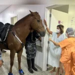 (Foto: reprodução)